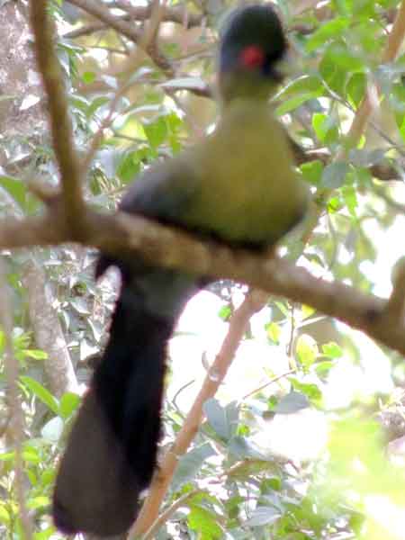 Purple-crested Turaco, Tauraco porphyreolophus, photo © by Michael Plagens