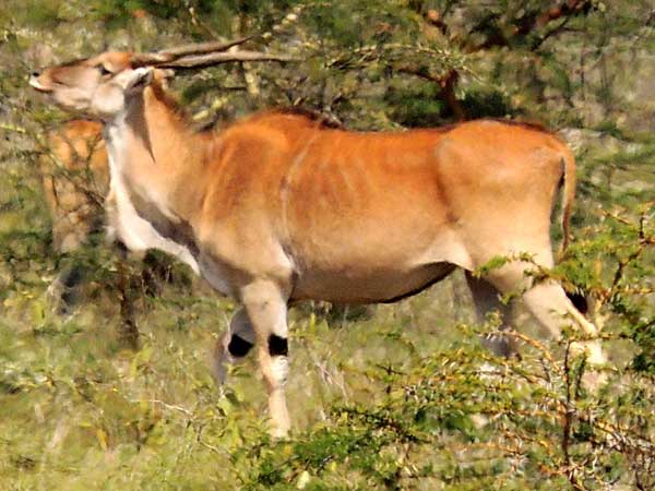 Common Eland, Taurotragus oryx, photo © by Michael Plagens