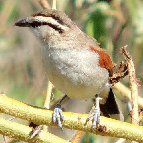 Brown-crowned Tchagra, Tchagra australis, photo © by Michael Plagens