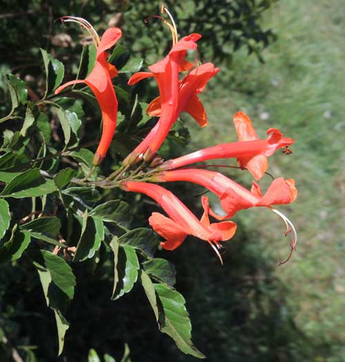 Tecoma capensis with showy red flowers, Kenya, photo © by Michael Plagens