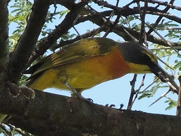 Sulfur-breasted Bush-Shrike, Telophorus sulfureopectus, photo © by Michael Plagens