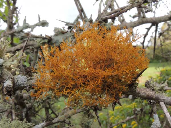 a golden hair lichen, possibly Teloschistes, among many lichens on a tree branch, Kenya. Photo © by Michael Plagens