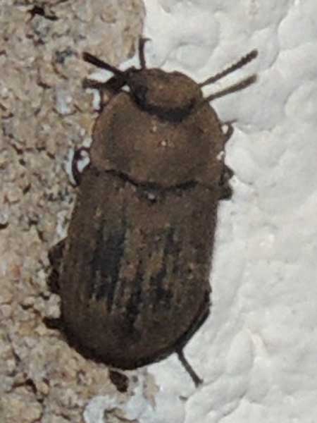 Darkling Beetle, Tenebrionidae, from Kenya, photo © by Michael Plagens. ID by mgeiser.