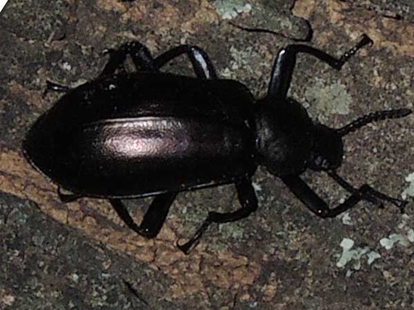 Darkling Beetle, Tenebrionidae, from Kenya, photo © by Michael Plagens. ID by mgeiser.