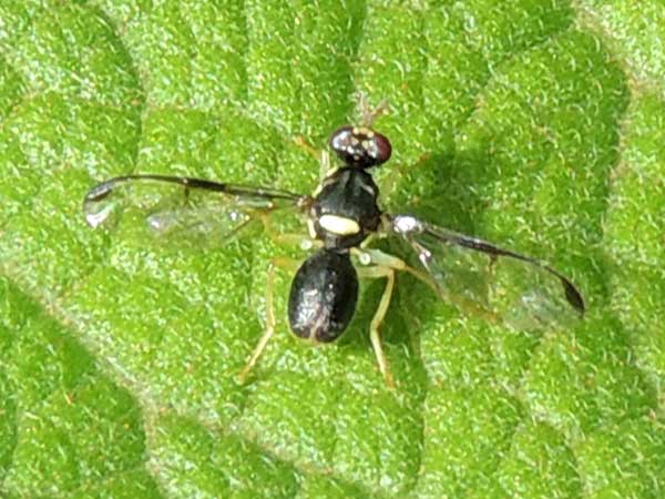 probably a species of Tephritidae at Iten, Kenya. Photo © by Michael Plagens