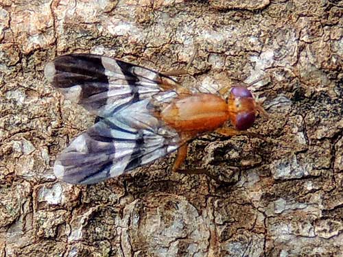 probably a species of Tephritidae from Nairobi, Kenya. Photo © by Michael Plagens
