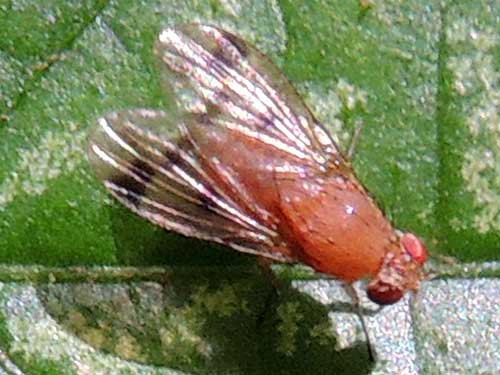 a Tephritidae Fly observed in Nairobi, Kenya. Photo © by Michael Plagens