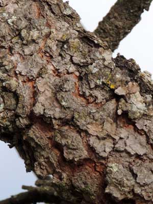 bark of Terminalia sericea, from Kenya, photo © by Michael Plagens