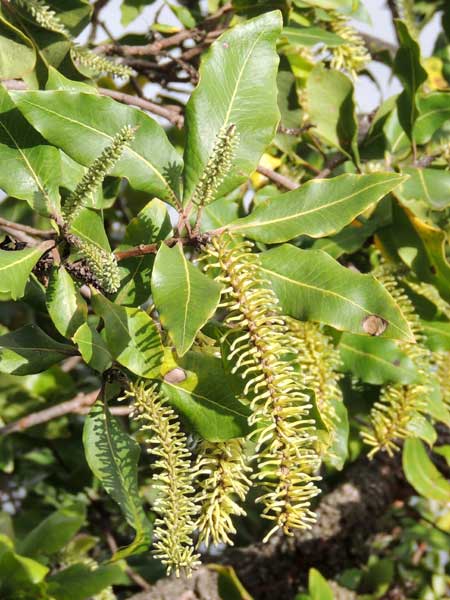 Terminalia probably sericea, from Kenya, photo © by Michael Plagens