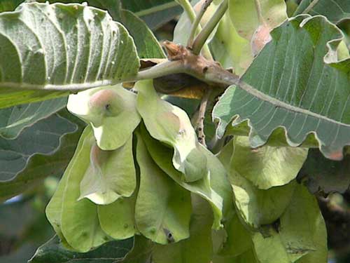 Winged fruit of Terminalia brownii, Kenya, photo © by Michael Plagens