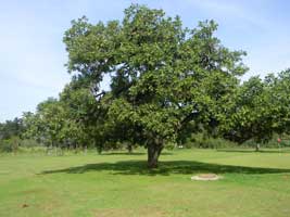 welcome shade of Terminalia brownii, Kenya, photo © by Michael Plagens