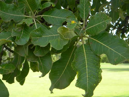 Muhutu, Terminalia brownii, Kenya, photo © by Michael Plagens