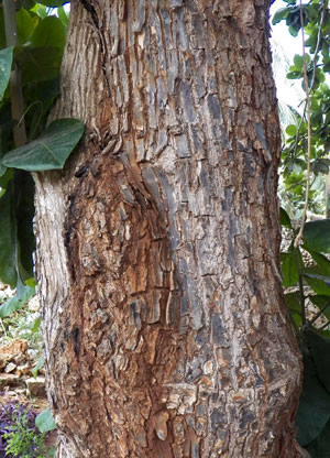 Indian Almond, Terminalia catappa, from coastal Kenya, photo © by Michael Plagens