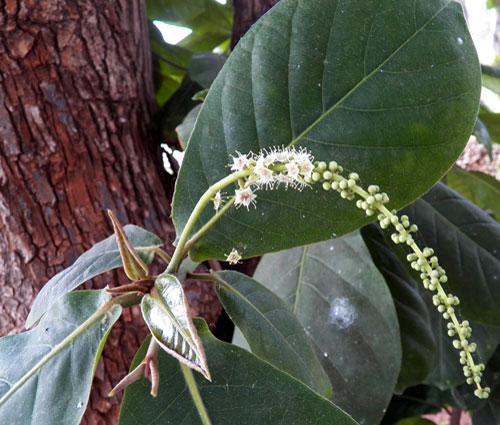 Indian Almond, Terminalia catappa, from coastal Kenya, photo © by Michael Plagens