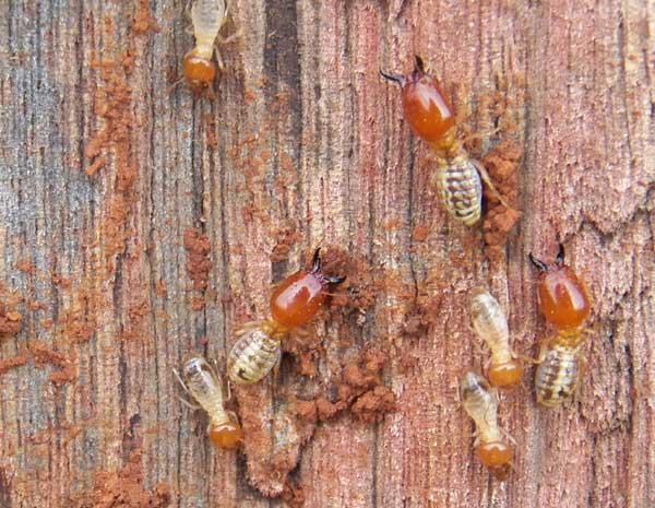 a colony of termites, Termitidae, cooperates to consume a wooden fence post in Eldoret, Kenya. Photo © by Michael Plagens