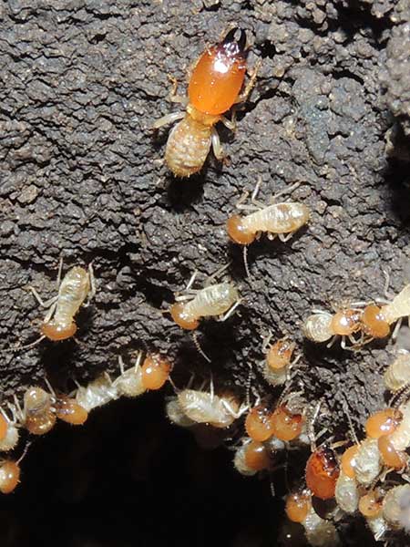 ground-nesting termites, Termitidae, Nyeri, Kenya. Photo © by Michael Plagens