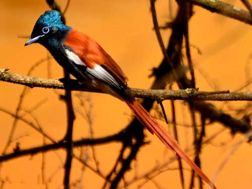 African Paradise Flycatcher, Terpsiphone viridis, photo © by Evans Torotich