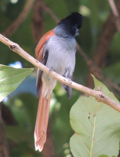 African Paradise Flycatcher, Terpsiphone viridis, photo © by Michael Plagens