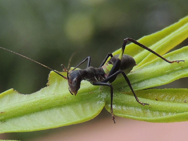 a Tettigoniidae looks like an ant (formicidae), from Eldoret, Kenya, photo © by Michael Plagens