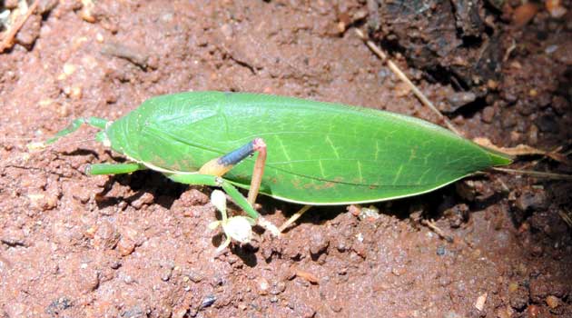 a Katydid, Tettigoniidae, Kenya, photo © by Michael Plagens