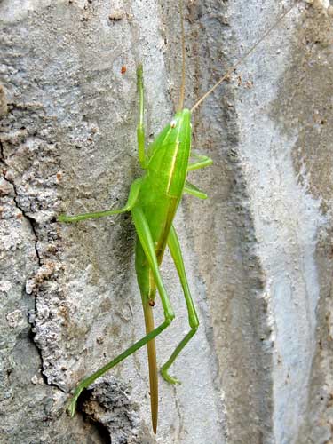 a meadow Katydid, f. Tettigonidae, Kenya, photo © by Michael Plagens