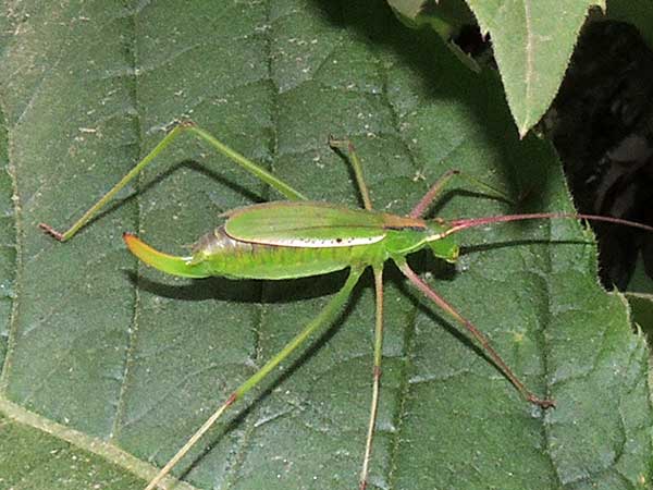 a Katydid, from the Tugen Hills, Kenya, photo © by Michael Plagens