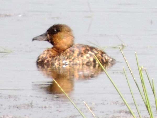 White-backed Duck, Thalassornis leuconotus, photo © by Michael Plagens