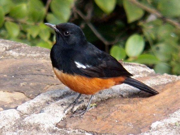 Mocking Cliff-Chat, Thamnolaea cinnamomeiventri, photo © by Michael Plagens