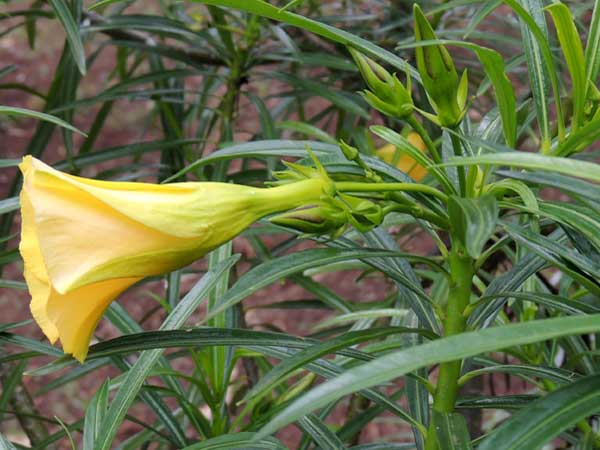 Yellow Oleander, Thevetia peruviana, photo © by Michael Plagens