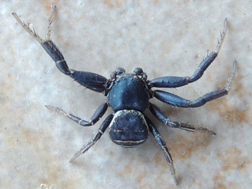 a dark, sclerotized crab spider, Thomisidae, Eldoret, Kenya. Photo © by Michael Plagens