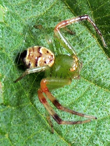 a foliage-inhabiting crab spider, Thomisidae, from Moshi, Tanzania. Photo © by Michael Plagens