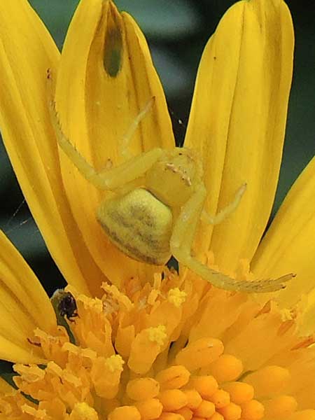 a crab spider, Thomisidae, from Iten, Kenya. Photo © by Michael Plagens