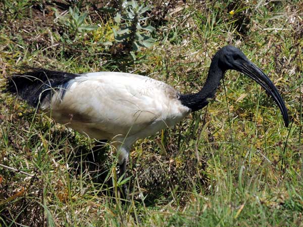 Sacred Ibis, Threskiornis aethiopicus, photo © by Michael Plagens