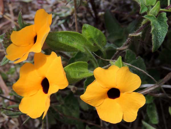 Black-eyed Susan Vine, photo © by Michael Plagens