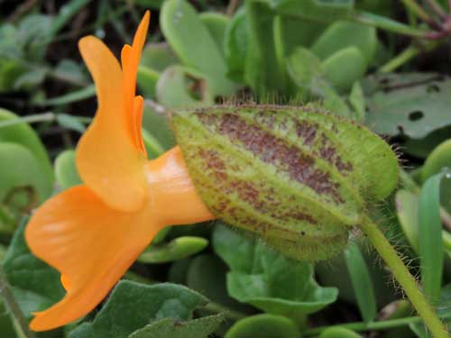 Orange Clock Vine, Thunbergia gregorii, photo © by Michael Plagens