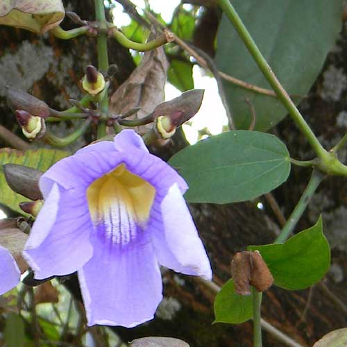 Blue Trumpet Vine, Thunbergia laurifolia, photo © by Michael Plagens