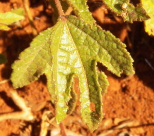 leaf detail of a Triumfetta sp., photo © Michael Plagens