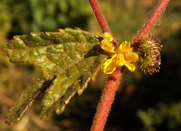 Triumfetta species, photo by Michael Plagens