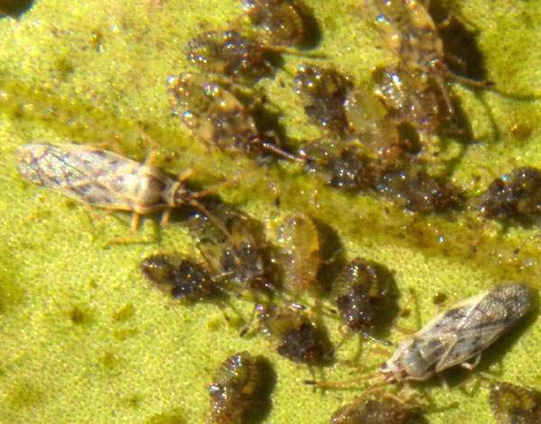 Plerochila, a lacebug, Tingidae, found on African Olive. Eldoreta, Kenya. January 2012. Photo © by Michael Plagens