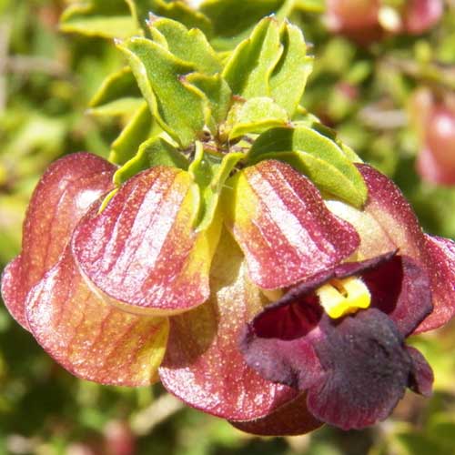 a shrubby mint with colorful, two-lipped calyx around fruit, Tinnea, from Iten, Kenya, photo © by Michael Plagens