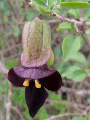 a shrubby mint with colorful, two-lipped calyx around fruit, Tinnea, from Iten, Kenya, photo © by Michael Plagens