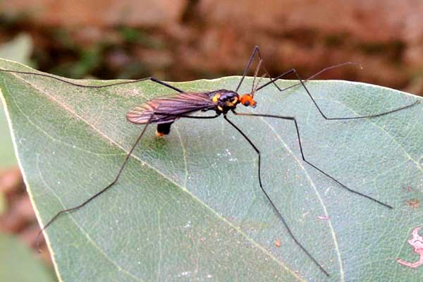 a Crane Fly, f. Tipulidae, observed at Eldoret, Kenya. Photo © by Michael Plagens