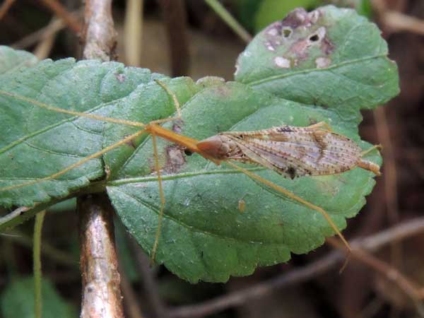 a Crane Fly, possibly f. Tipulidae, observed at Kakamega Forest, Kenya. Photo © by Michael Plagens