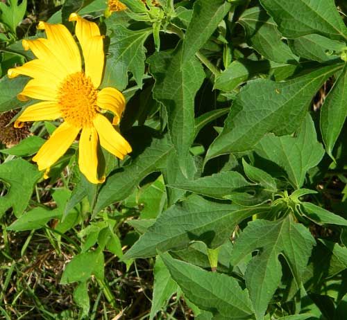 Mexican Sunflower, Tithonia diversifolia, photo © by Michael Plagens