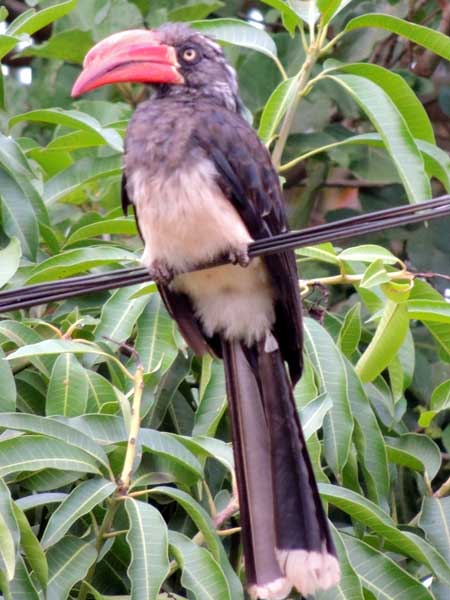 Crowned Hornbill, Tockus alboterminatus, photo © by Michael Plagens.