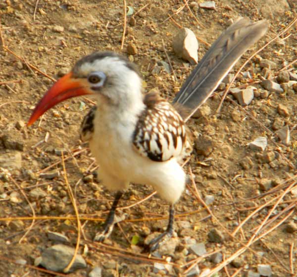 Red-billed Hornbill, Tockus erythrorhynchus, photo © by Michael Plagens.