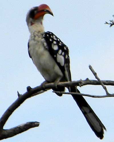 Jackson's Hornbill, Tockus jacksoni, photo © by Michael Plagens.