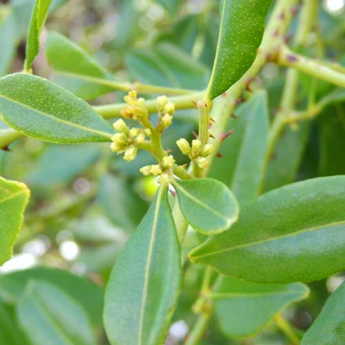 Climbing Orange, Toddalia aculeata, photo © by Michael Plagens