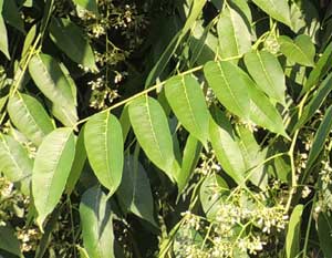 Toona ciliata, Moshi, Tanzania, photo © by Michael Plagens