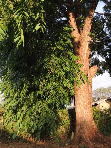 Toona ciliata, Moshi, Tanzania, photo © by Michael Plagens